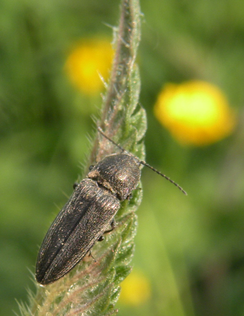 Cidnopus? Elateridae